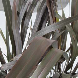 Lin de Nouvelle Zélande pourpre / Phormium tenax purpureum